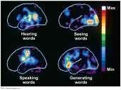 Language and speech Studies of brain activity have mapped areas responsible for language and