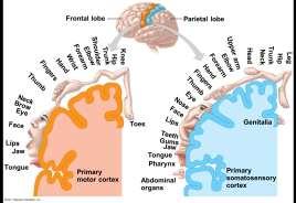 Information processing The cerebral cortex receives input from sensory organs and somatosensory