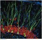 become incorporated into the adult nervous system Such neurons play an essential role in learning and memory Nervous system disorders can be