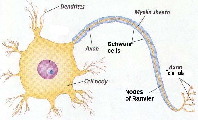 als to the cell body Cell body: contains all the regu