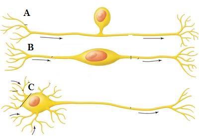 nelles (the factory of the neuron e.g.