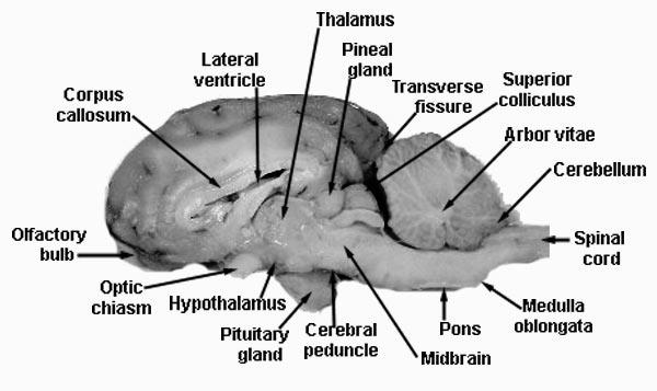 Functions of the Diencephalon THALAMUS SENSATIONS (TWO PART MECHANISM) SERVES AS A MAJOR RELAY STATION FOR SENSORY IMPULSES HEADED TO THE CEREBRAL CORTEX PRODUCES CRUDE AWARENESS OF SOME GENERAL