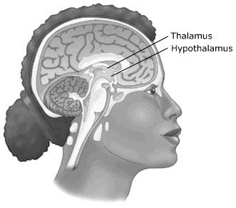 Functions of the Diencephalon: Thalamus PRODUCES CRUDE AWARENESS OF SOME GENERAL SENSATIONS Crude Awareness: Not Precise/Fine Tuned Cerebral Cortex Interprets