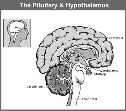HYPOTHALAMUS: Alertness AROUSAL (ALERTING) MECHANISM The Hypothalamus is Also Involved