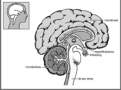 Hypothalamus Contains Both Appetite and Satiety Centers (Clusters of Neurons) When the