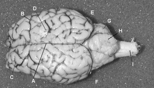 Sheep Brain A- sagittal fissure B - central sulcus C - frontal lobe D - parietal lobe E - occipital
