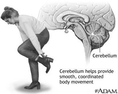 Cortex Produce Movements (Skeletal Muscles) That are Coordinated and Precise EQUILIBRIUM Cerebellum Works