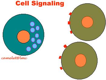 To Target Cells Would A Hormone Connect With A