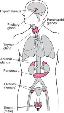 Testes Hypothalamus Pituitary Parathyroid Pituitary Parathyroid s Hypothalamus Thyroid Thyroid Adrenal s