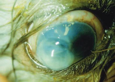 198 Small Animal/Exotics Compendium March 2003 A Figure 1 (A) Rapidly progressing, melting corneal ulcer illustrating conjunctival hyperemia and corneal opacity caused by edema and infiltration of