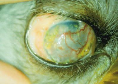 Third eyelid flaps may even impede the efficacy of topically applied medications 6 and trap necrotic debris on the corneal surface.