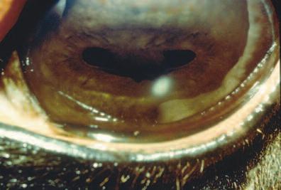 202 Small Animal/Exotics Compendium March 2003 A B Figure 3 (A) Deep corneal stromal abscess in a horse. (B) The same eye 1 year after penetrating keratoplasty with a frozen corneal graft.