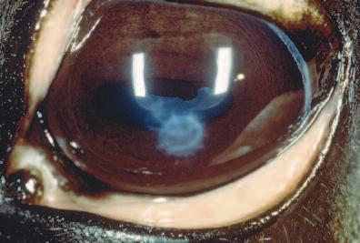 Island grafts may result in less dramatic scarring of the cornea than that seen with conjunctival flaps.