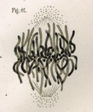 History } Flemming published in 1882 the first drawn illustrations of human chromosomes.