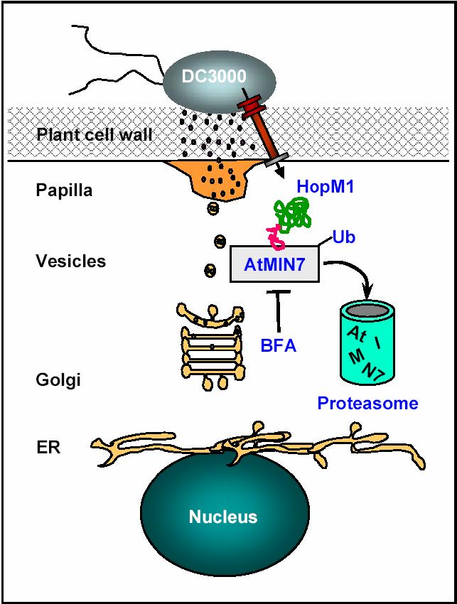 P. Syringae Actions Eliminated component of vesicle trafficking pathway in order to suppress cell wall associated