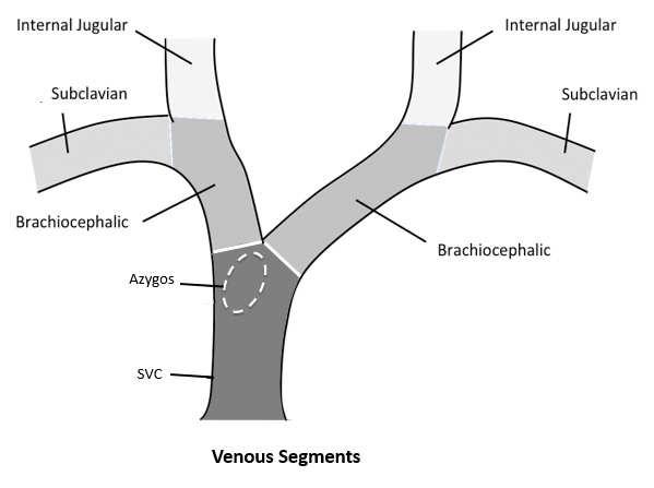 Where does the Subclavian Vein begin?