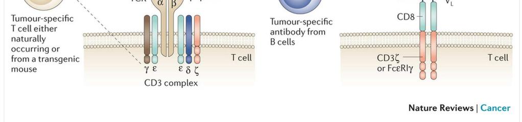 29 Engineering the kill Engineering T cells that