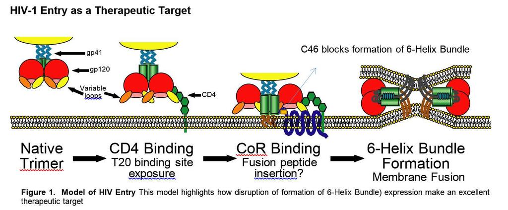 Another strategy for protection at Penn Blocking R5 and X4 tropic virus using C34 64 Cloning C34 into CXCR4 65 C34-X4 modified cells Proposed study Succesful ART Analytical Treatment Interruption