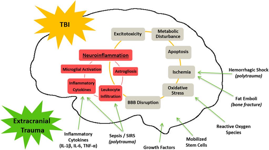 McDonald et al. Journal of Neuroinflammation (2016) 13:90 Page 2 of 14 strive to improve the outcome of TBI patients.