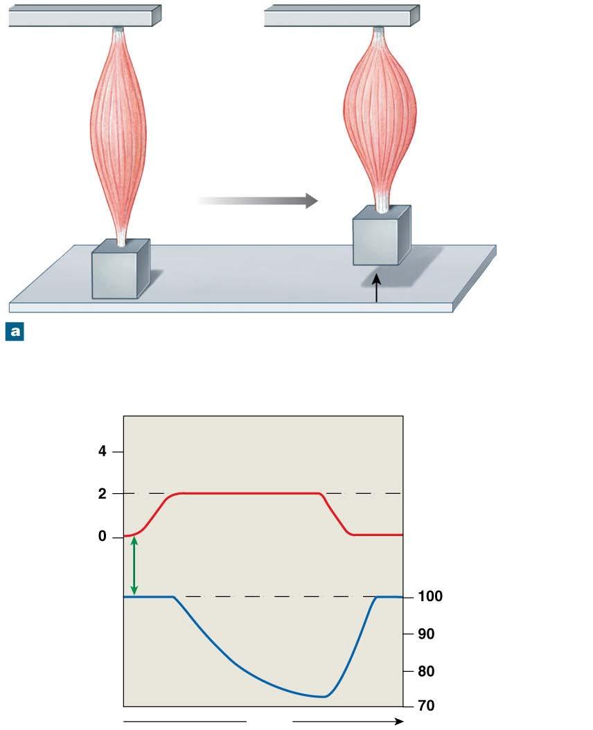 Figure 10-18a Concentric, Eccentric, and Isometric Contractions Tendon Muscle contracts (concentric contraction) 2 kg 2 kg Muscle tension
