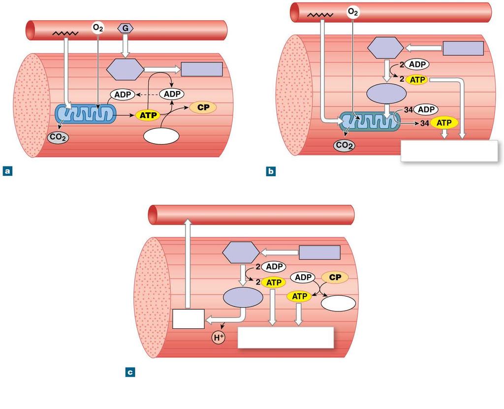 Figure 10-20 Muscle Metabolism Fatty acids Fatty acids Blood vessels Glucose Glycogen Glucose Glycogen Pyruvate Mitochondria Creatine Resting muscle: Fatty acids are catabolized; the ATP produced is