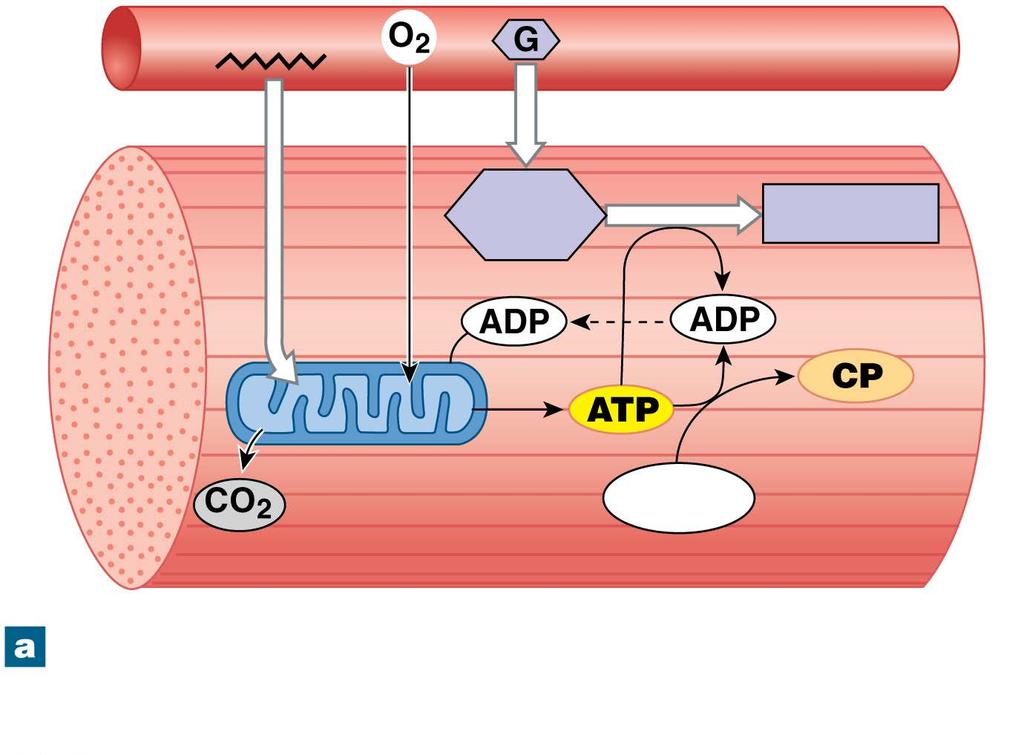 Figure 10-20a Muscle Metabolism Fatty acids Blood vessels Glucose Glycogen Mitochondria Creatine Resting