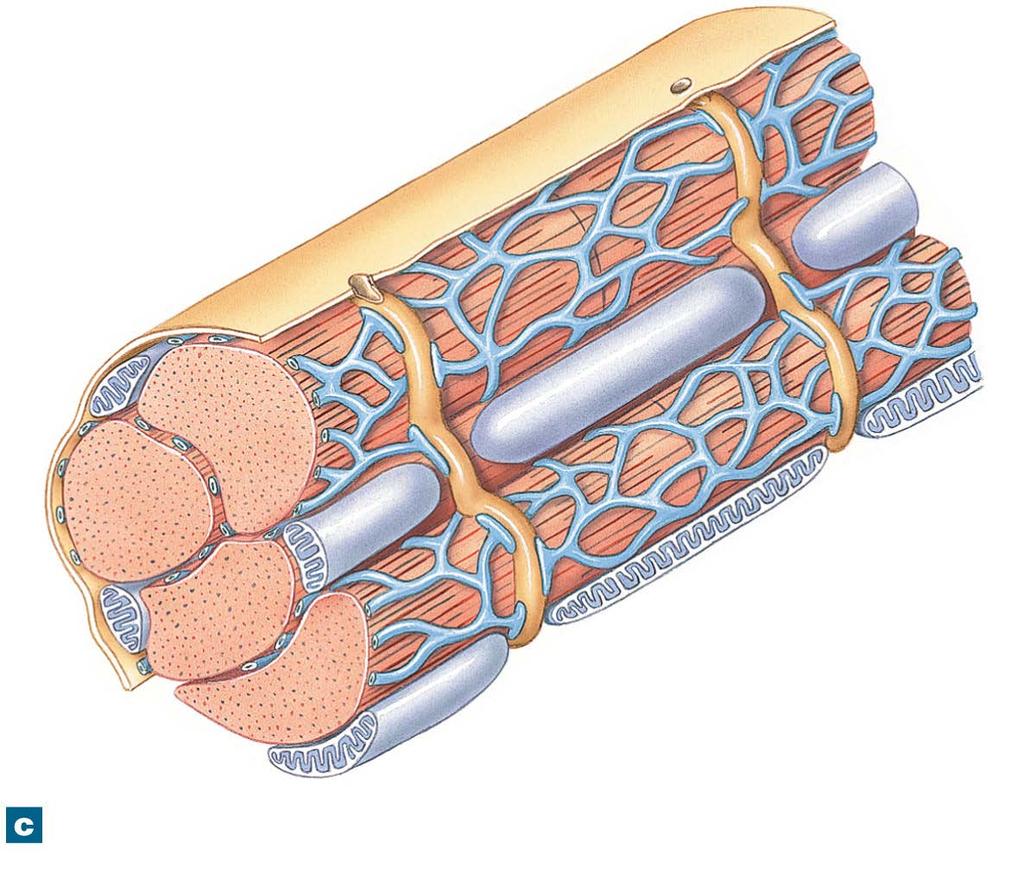 Figure 10-22c Cardiac Muscle Tissue Entrance to T tubule Mitochondrion Sarcolemma Myofibrils Contact of sarcoplasmic reticulum