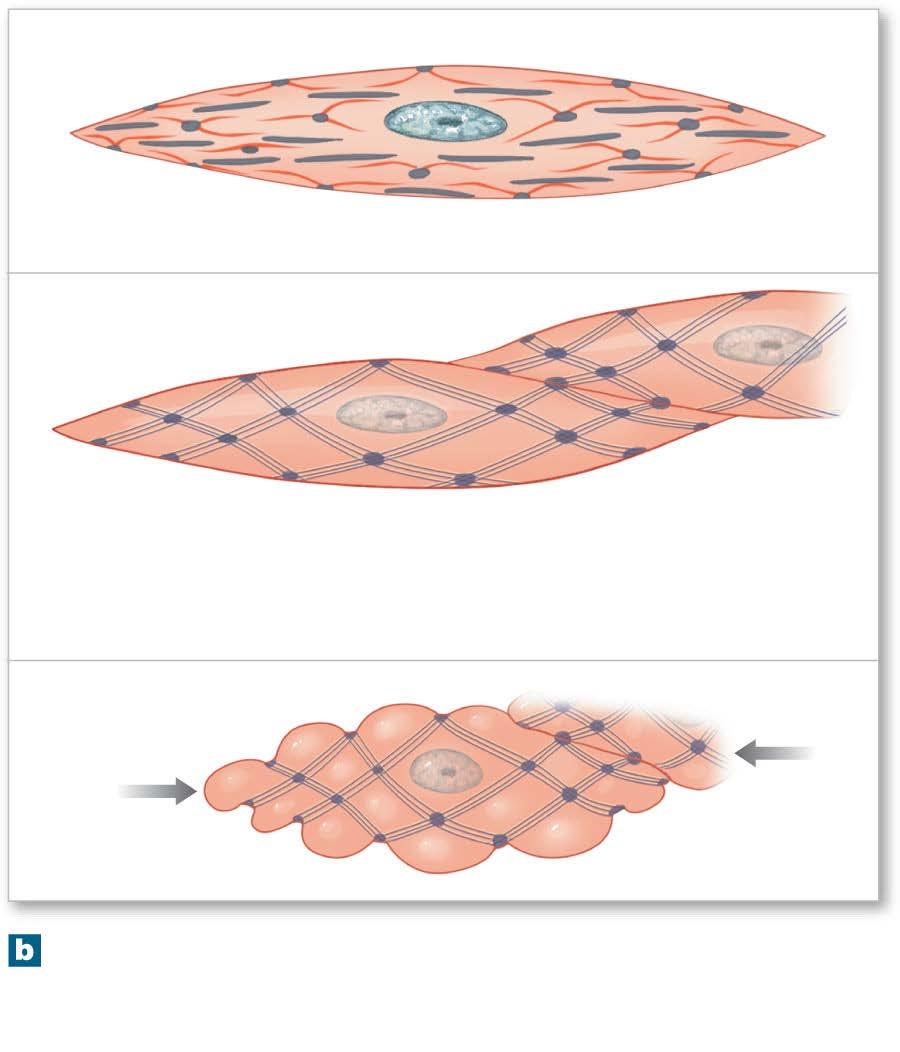 Figure 10-23b Smooth Muscle Tissue Relaxed (sectional view) Dense body Actin Myosin Relaxed (superficial view) Intermediate filaments (desmin) Adjacent smooth muscle cells are bound together at dense