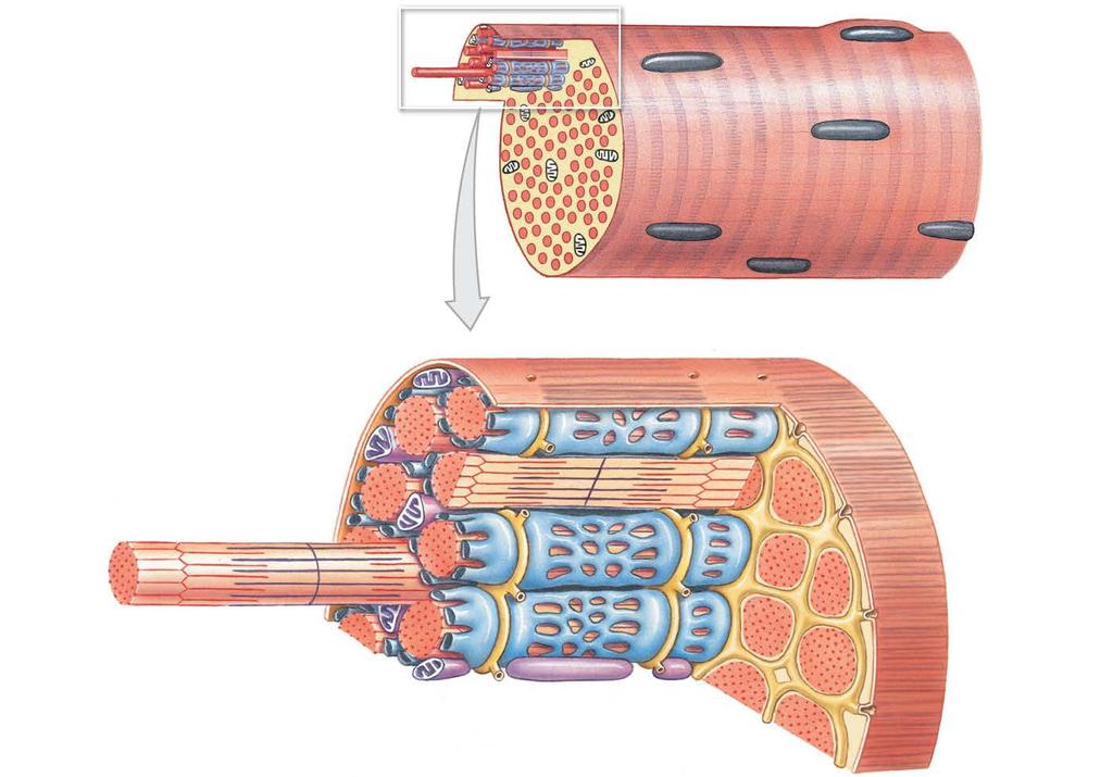 Figure 10-3 The Structure of a Skeletal Muscle Fiber Myofibril Sarcolemma Nuclei Sarcoplasm MUSCLE FIBER Mitochondria Terminal