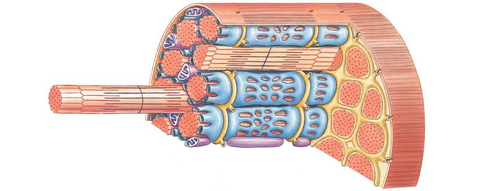 Figure 10-3 The Structure of a Skeletal Muscle Fiber Mitochondria Sarcolemma Terminal cisterna