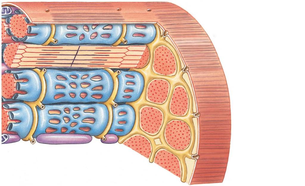 Figure 10-3 The Structure of a Skeletal Muscle Fiber Terminal cisterna
