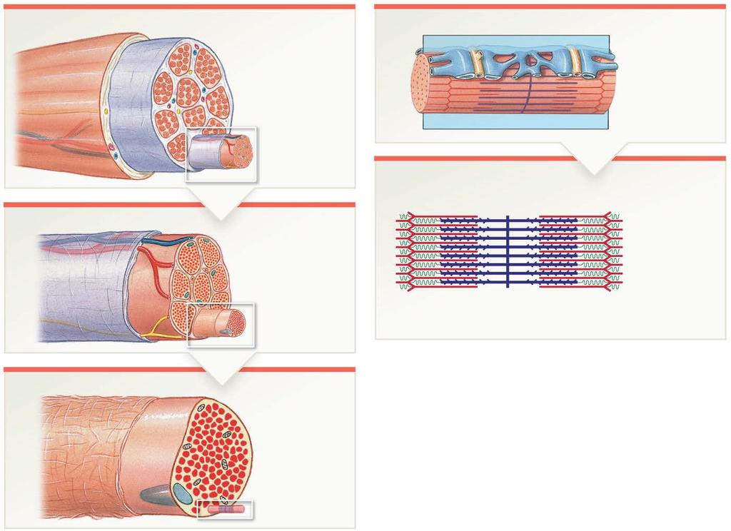 Figure 10-6 Levels of Functional Organization in a Skeletal Muscle Skeletal Muscle Myofibril Epimysium Surrounded by: Epimysium Contains: Muscle fascicles Surrounded by: Sarcoplasmic reticulum