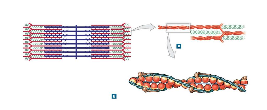 Figure 10-7ab Thick and Thin Filaments Sarcomere H band Actinin Z line Titin Myofibril Z line M line The gross structure of a thin filament, showing the attachment at the Z line