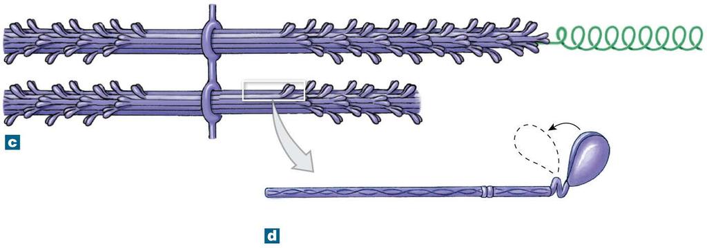 Figure 10-7cd Thick and Thin Filaments Titin The structure of thick filaments, showing the