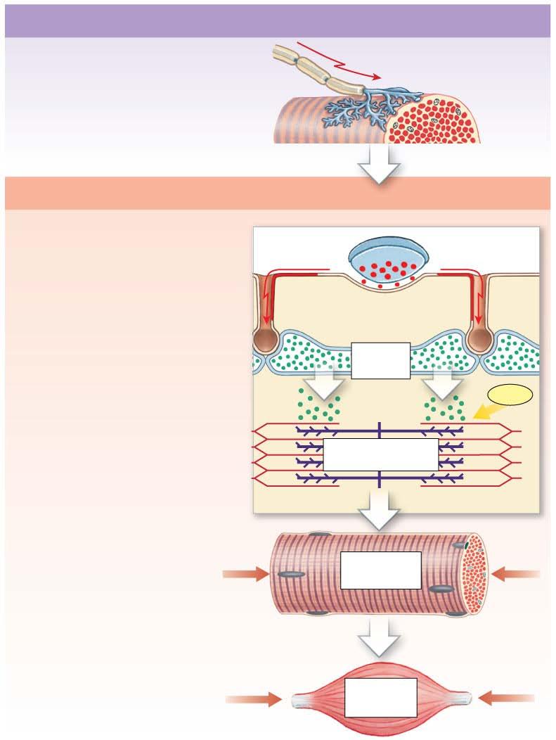 Figure 10-9 An Overview of Skeletal Muscle Contraction Neural control Excitation contraction coupling Excitation