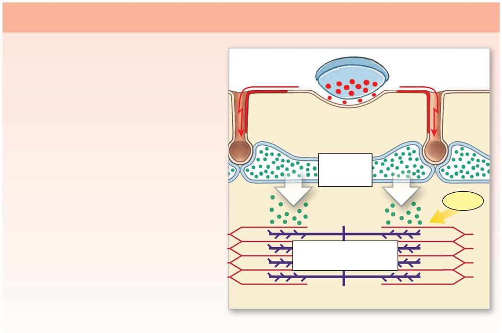 Figure 10-9 An Overview of Skeletal Muscle Contraction