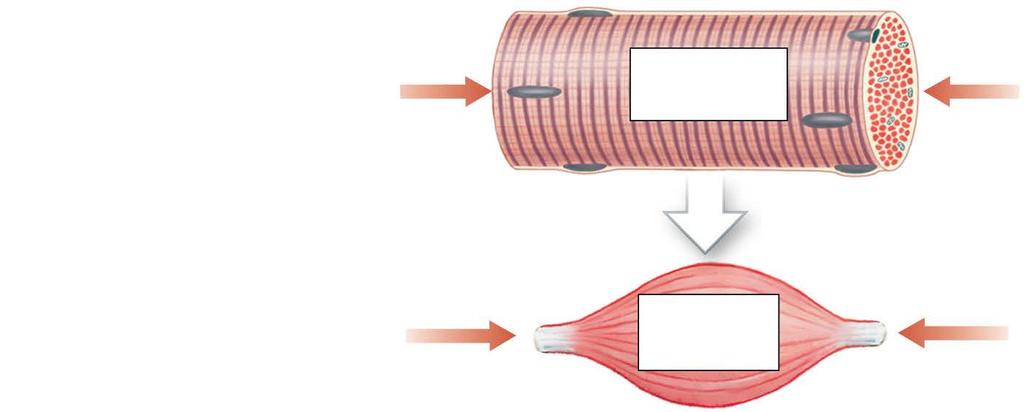 Figure 10-9 An Overview of Skeletal Muscle