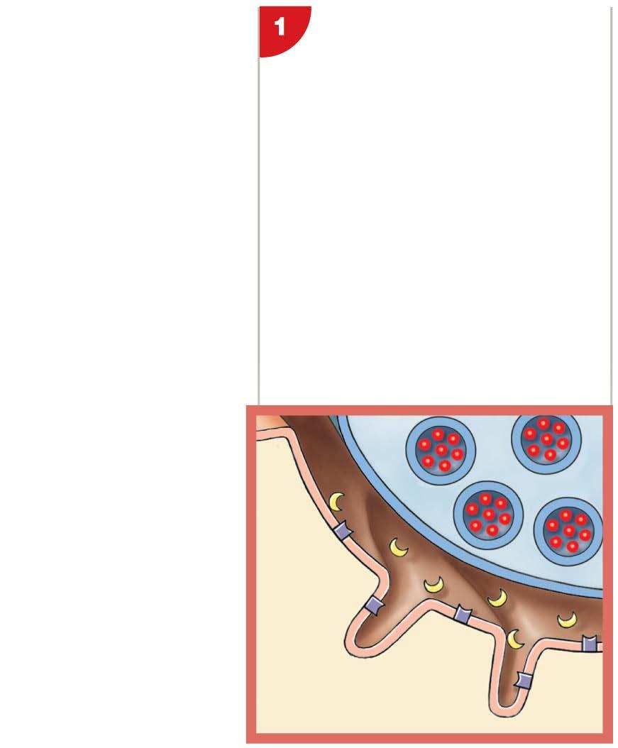 Figure 10-11 Skeletal Muscle Innervation The cytoplasm of the synaptic terminal contains vesicles filled with molecules of acetylcholine, or ACh.