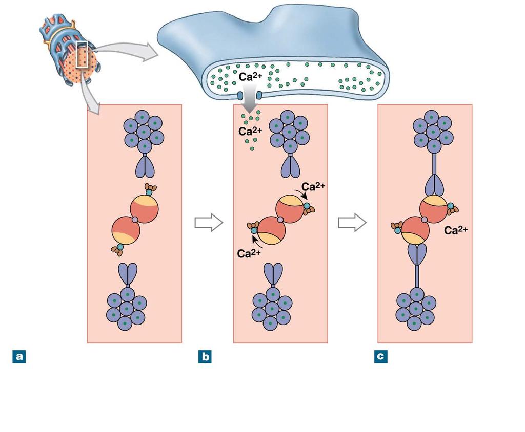 Figure 10-10 The Exposure of Active Sites SARCOPLASMIC RETICULUM Calcium channels open Myosin tail (thick filament) Tropomyosin strand G-actin (thin filament) Active site Troponin Nebulin In a