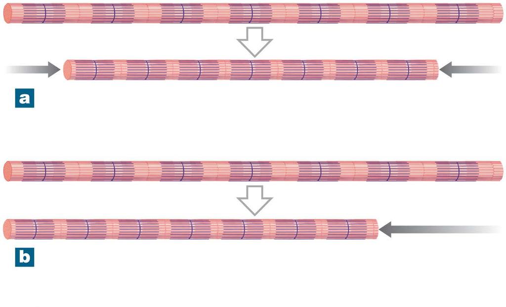 Figure 10-13 Shortening during a Contraction When both ends are free to move, the ends of a contracting muscle fiber move toward the center of
