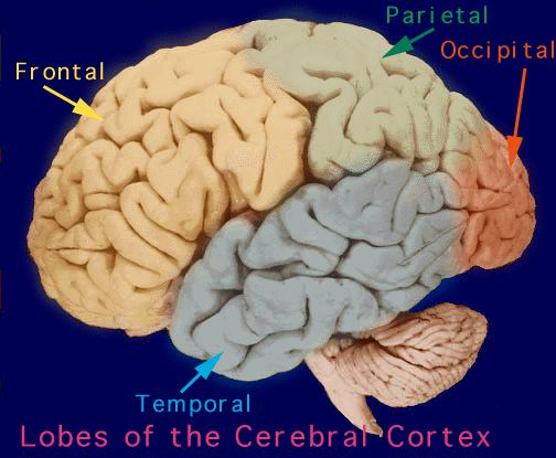 Brain Structure Frontal Lobe: reasoning, planning, parts of speech, movement, emotions, and problem solving Parietal Lobe: movement, orientation, recognition, perception of