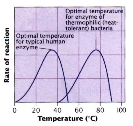 EXPLANATION: The rate of an enzymic reaction is affected by several factors including temperature, ph and substrate concentration Temperature: At high temperatures, enzymes are permanently denatured