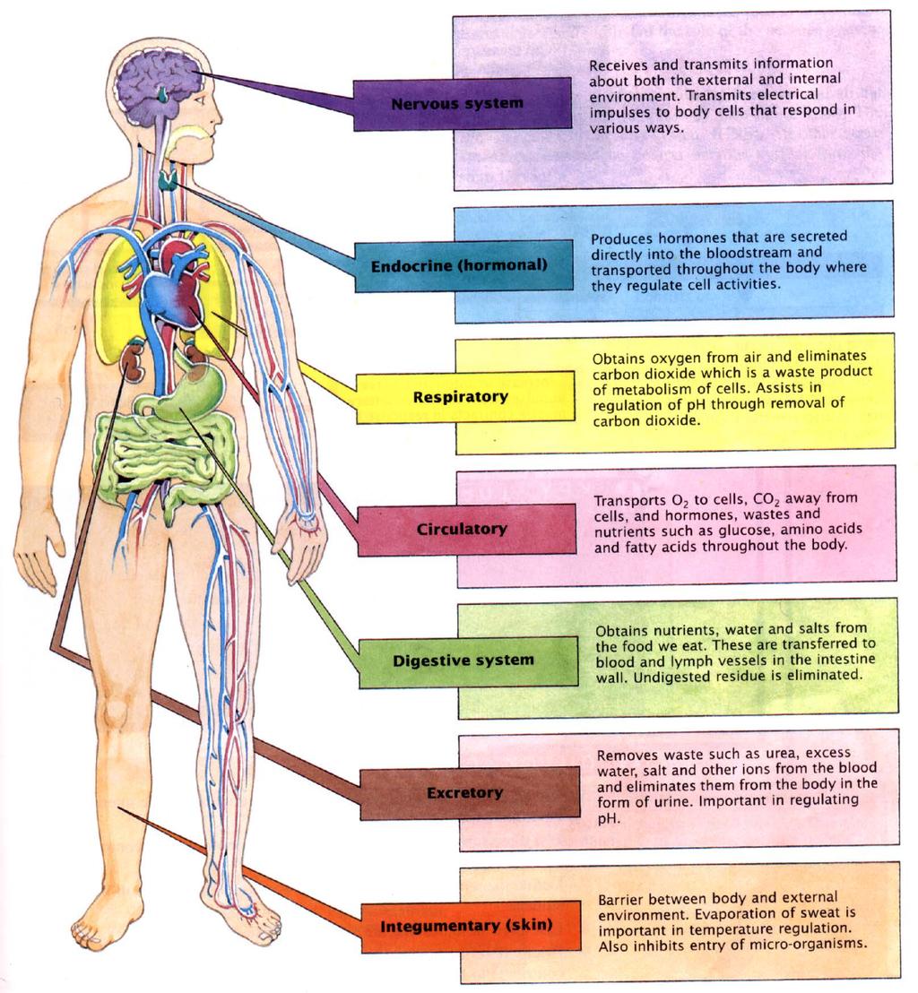 The hormonal and nervous systems are the major systems