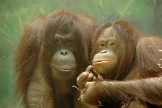 jpg Orangutans - polygynous http://farm2.static.flickr.