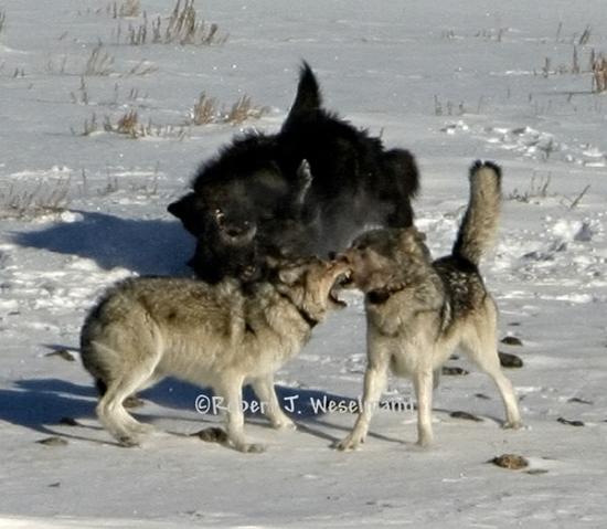 http://www.forwolves.org/ralph/wpages/graphics/wolf-fight-weselmann.