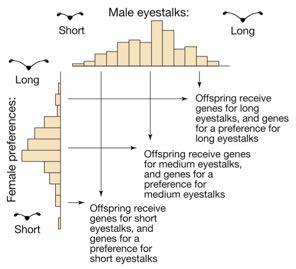 How Runaway Sexual Selection Works in Theory Variation in eyestalks and preferences should lead to assortative mating Whoa!