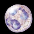 large phagocyte Neutrophil