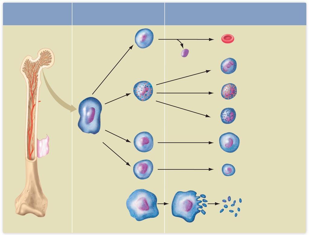 Stem cells are located in red bone marrow Stem cells multiply and become specialized Mature blood cells Pluripotent cells Erythroblast Nucleus lost Erythrocyte (red blood cell) Neutrophil