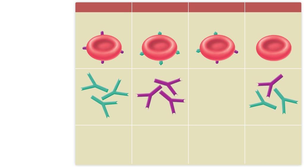 ABO Blood Type Type A Type B Type AB Type O Antigen A Antigen B Antigens A and B Neither A nor B antigens Red blood cells Plasma antibodies