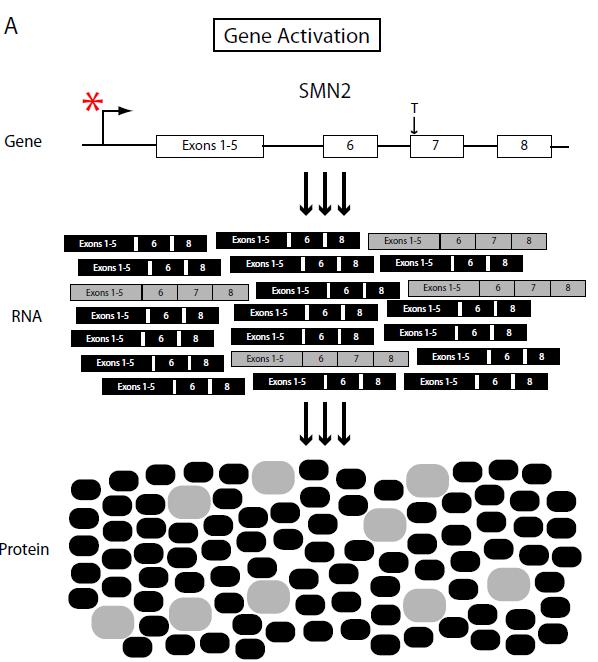 Therapeutic Strategies 2. Gene Activation Transcription of SMN2 Unstable SMN2 Stable SMN1 Increases SMN2 and SMN1 protein levels.
